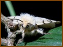 Le Bombyx disparate